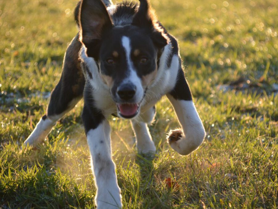Hibbelhunde - Grundlagenkurs