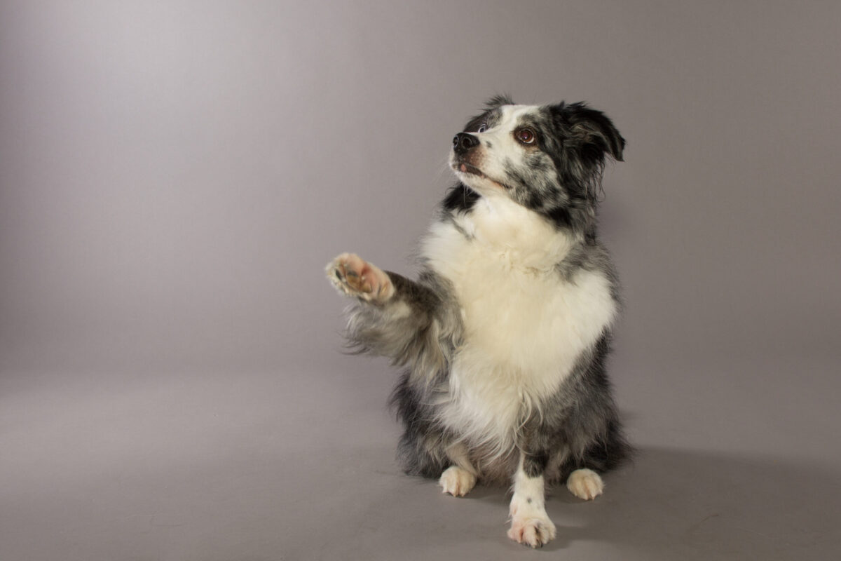 Hunde - Basiskurs