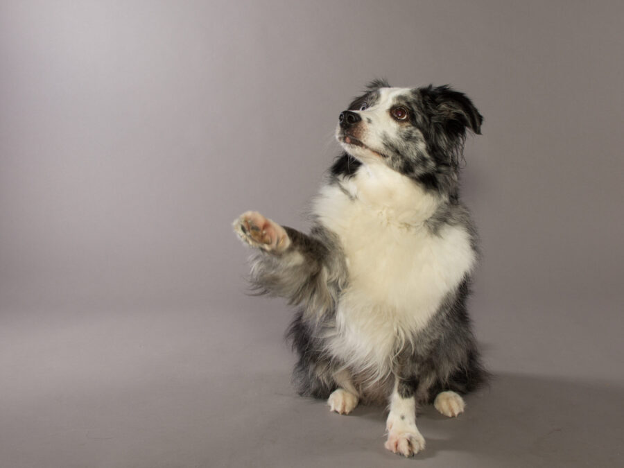 Hunde - Basiskurs