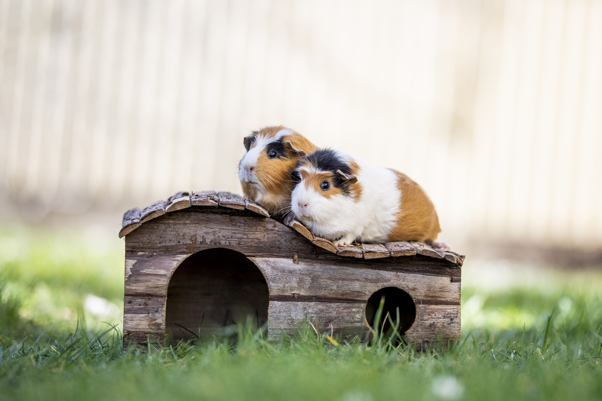 Nagetier - Basiskurs