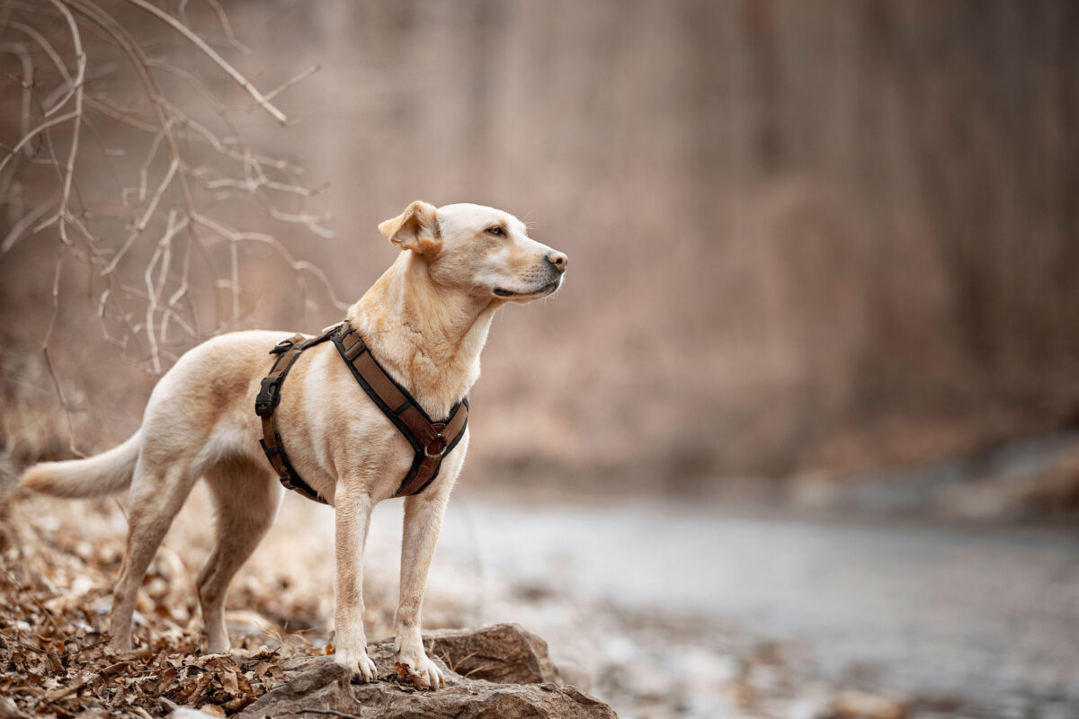 Ängstliche Hunde Spezial - Deprivation