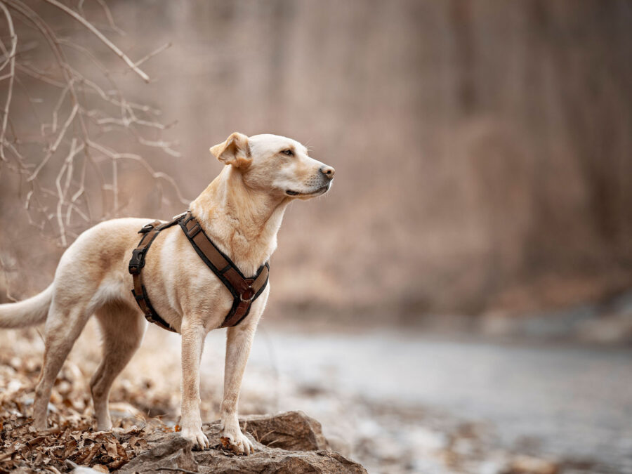 Ängstliche Hunde Spezial - Deprivation
